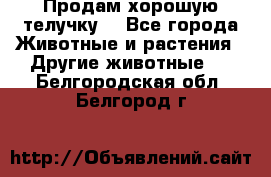 Продам хорошую телучку. - Все города Животные и растения » Другие животные   . Белгородская обл.,Белгород г.